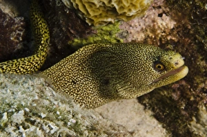 Images Dated 25th May 2011: Caribbean, Bonaire