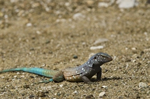Images Dated 27th May 2011: Caribbean, Bonaire
