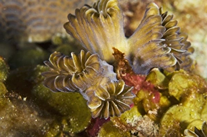 Images Dated 28th May 2011: Caribbean, Bonaire