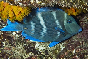 Caribbean, Bonaire