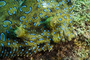 Images Dated 18th May 2011: Caribbean, Bonaire