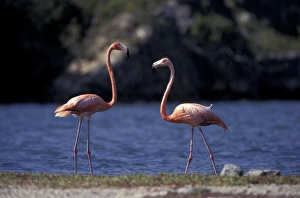 Flamingo Prints: Caribbean, Bonaire, Lake Goto Meer Pink Flamingos