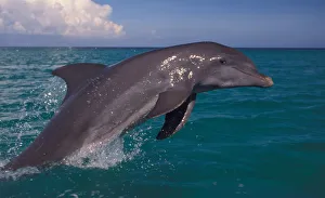 Porpoising Prints: Caribbean Bottlenose Dolphin (Tursiops Truncatus)