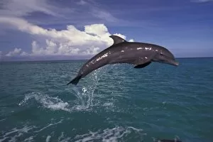 Images Dated 12th February 2004: Caribbean, Bottlenose dolphin (Tursiops truncatus)