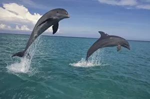Images Dated 12th February 2004: Caribbean, Bottlenose dolphins (Tursiops truncatus)