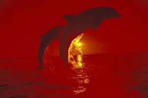 Images Dated 12th February 2004: Caribbean, Bottlenose dolphins (Tursiops truncatus); shot with red filter
