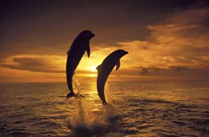 Images Dated 12th July 2011: Caribbean, Bottlenose dolphins (Tursiops truncatus)