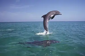 Sea Animal Prints: Caribbean, Bottlenose dolphins (Tursiops truncatus)