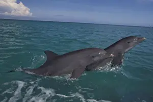 Images Dated 12th February 2004: Caribbean, Bottlenose dolphins (Tursiops truncatus)