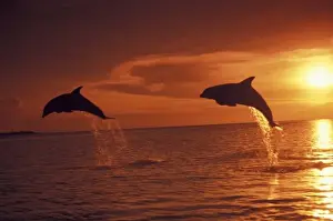 Images Dated 12th February 2004: Caribbean, Bottlenose dolphins (Tursiops truncatus)