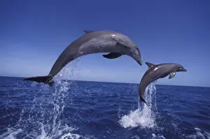 Images Dated 12th February 2004: Caribbean, Bottlenose dolphins (Tursiops truncatus)