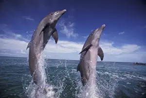 Images Dated 12th February 2004: Caribbean, Bottlenose dolphins (Tursiops truncatus)