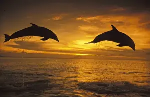 Caribbean, Bottlenose dolphins (Tursiops truncatus)
