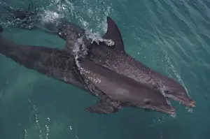 Images Dated 12th February 2004: Caribbean, Bottlenose dolphins (Tursiops truncatus)