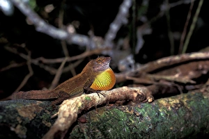 Mating Prints: Caribbean, British Virgin Islands, Tortola, Sage Mountain. Throat display of anole lizard