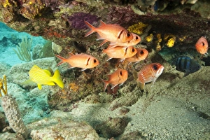 Images Dated 22nd June 2006: Caribbean, Brittish Virgin Islands