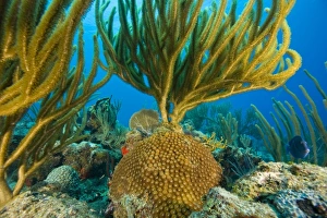 Images Dated 22nd June 2006: Caribbean, Brittish Virgin Islands