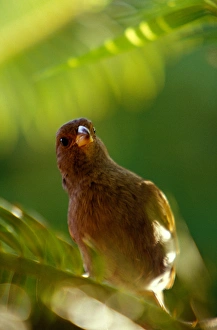 Images Dated 22nd April 2005: Caribbean, BWI, St. Lucia, Anse Chastenet, Yellow Grass Finch