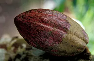 Images Dated 22nd April 2005: Caribbean, BWI, St. Lucia, Fond Dous Estate, Cocoa plant seeds