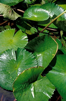 Images Dated 19th April 2005: Caribbean, BWI, St. Lucia, Lily pads, Ladera Resort