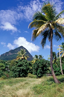 Images Dated 22nd April 2005: Caribbean, BWI, St. Lucia, the Piton Natural Trail