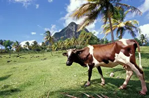 Images Dated 22nd April 2005: Caribbean, BWI, St. Lucia, Scenic views along the Pitons Natural Trail