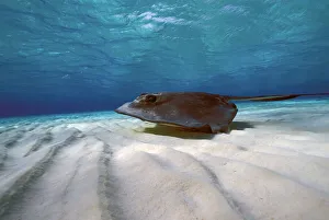 Sting Ray Prints: Caribbean, Cayman Island. Stingray