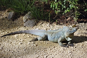 Images Dated 16th January 2009: Caribbean, Cayman Islands