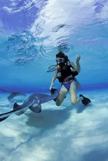 Diver Prints: Caribbean, Cayman Islands. Diver and southern stingray (MR)