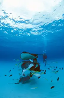 Antigua Prints: Caribbean, Cayman Islands. Diver swims with stingray in Stingray City, MR