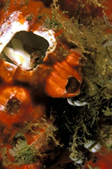 Hidden Prints: Caribbean, Costa Rica, Cocos Island. Blanney in barnacle