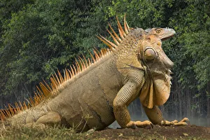 Jim Zuckerman Prints: Caribbean, Costa Rica. Profile of green iguana
