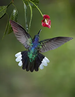 Caribbean, Costa Rica. Violet sabrewing hummingbird feeding