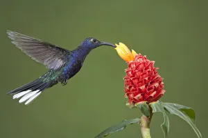 Images Dated 12th June 2018: Caribbean, Costa Rica. Violet sabrewing hummingbird feeding