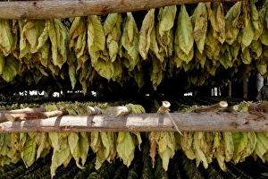 Images Dated 2nd December 2010: Caribbean, Cuba