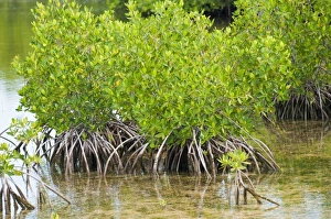 Images Dated 25th April 2011: Caribbean, Cuba