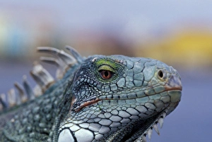 Rough Prints: Caribbean, Curacao Iguana