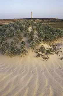 Dutch Antilles Prints: Caribbean, Dutch Antilles, Aruba California Dunes and lighhouse