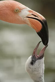 Images Dated 23rd July 2006: Caribbean Flamingo feeding chick with crop milk Phoenicopterus ruber ruber