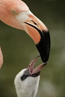 Images Dated 23rd July 2006: Caribbean Flamingo feeding chick with crop milk (Phoenicopterus ruber ruber) Flamingo Lagoon