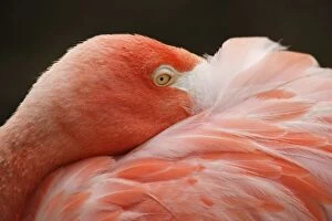 Caribbean Flamingo (Phoenicopterus ruber ruber) Flamingo Lagoon, San Diego Zoo, San Diego