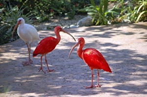 Lynn Seldon Prints: Caribbean free-flight aviary at Boatswains Beach, Grand Cayman, Cayman Island