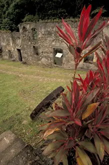Images Dated 14th January 2004: Caribbean, French West Indies, Martinique; Anse Ceron Habitation Ceron sugar plantation
