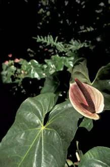 Images Dated 14th January 2004: Caribbean, French West Indies, Martinique Jardin de Balata; Anthurium (Anthurium