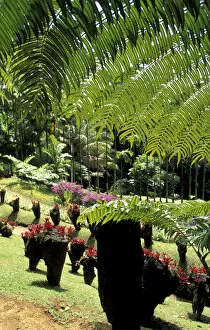 Images Dated 14th January 2004: Caribbean, French West Indies, Martinique Jardin de Balata; tropical plants at