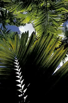 Images Dated 14th January 2004: Caribbean, French West Indies, Martinique Jardin de Balata; tropical fronds and leaves