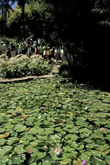 Images Dated 14th January 2004: Caribbean, French West Indies, Martinique Jardin de Balata; Water lillies (Nymphaeceae)