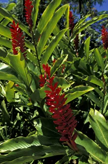 Images Dated 14th January 2004: Caribbean, French West Indies, Martinique Jardin de Balata; red ginger (Alpinia