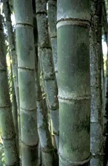 Images Dated 14th January 2004: Caribbean, French West Indies, Martinique Jardin de Balata; bamboo grove