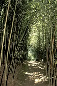 Images Dated 14th January 2004: Caribbean, French West Indies, Martinique Jardin de Balata; bamboo grove